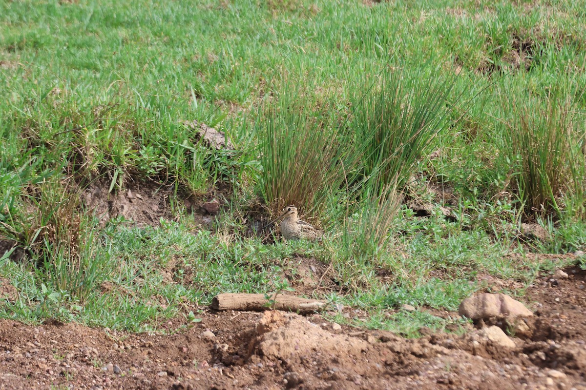 大地鷸 - ML647276512