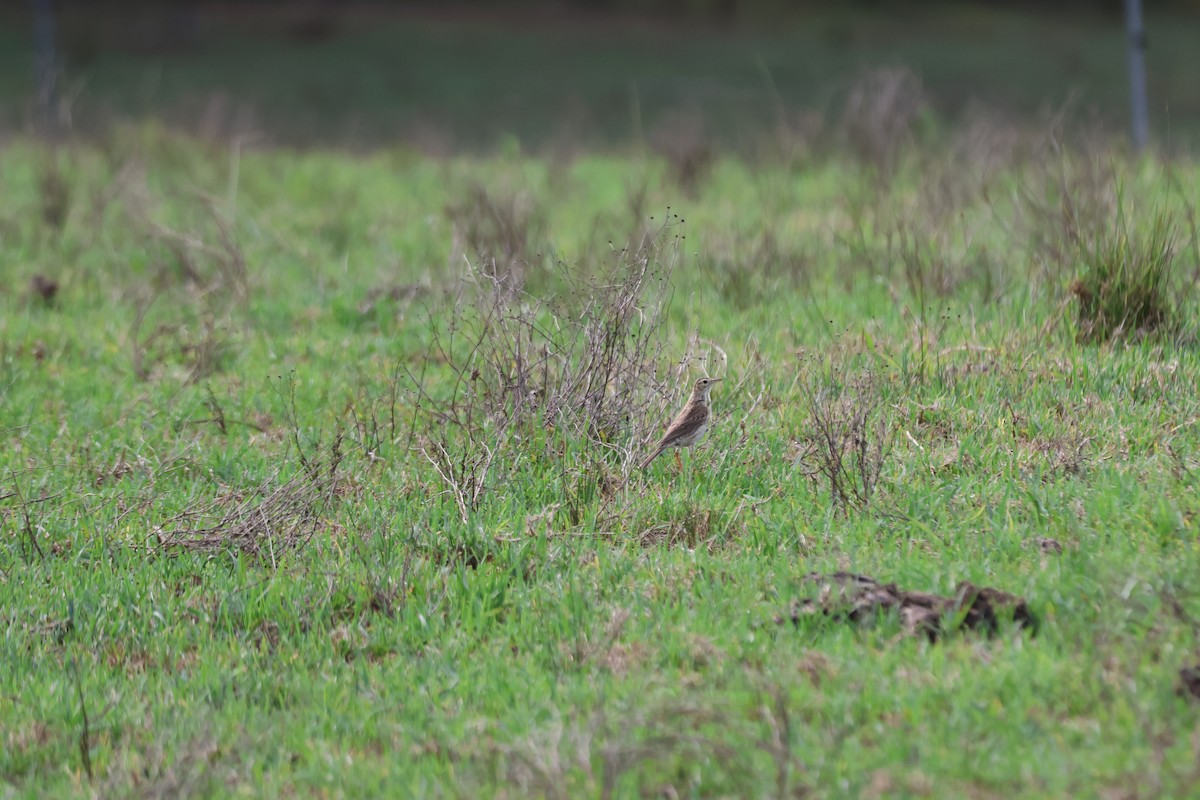 Australian Pipit - ML647276521