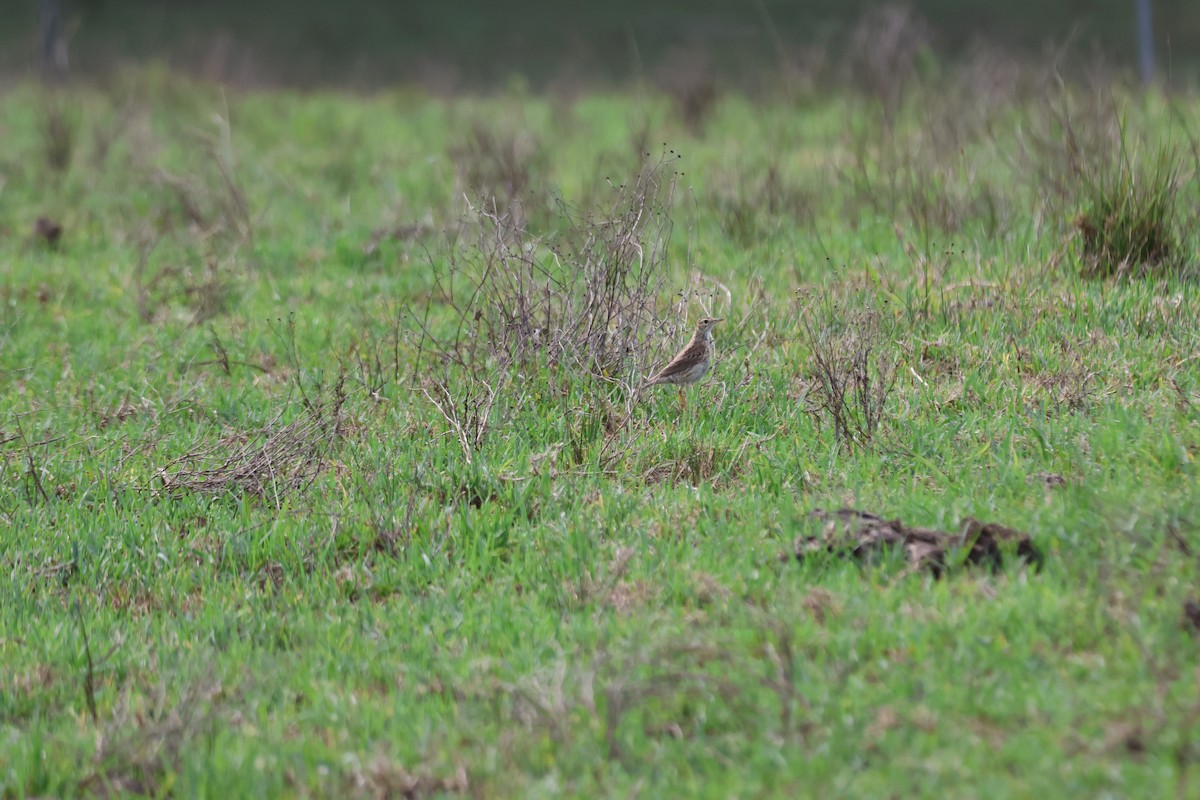 Australian Pipit - ML647276522