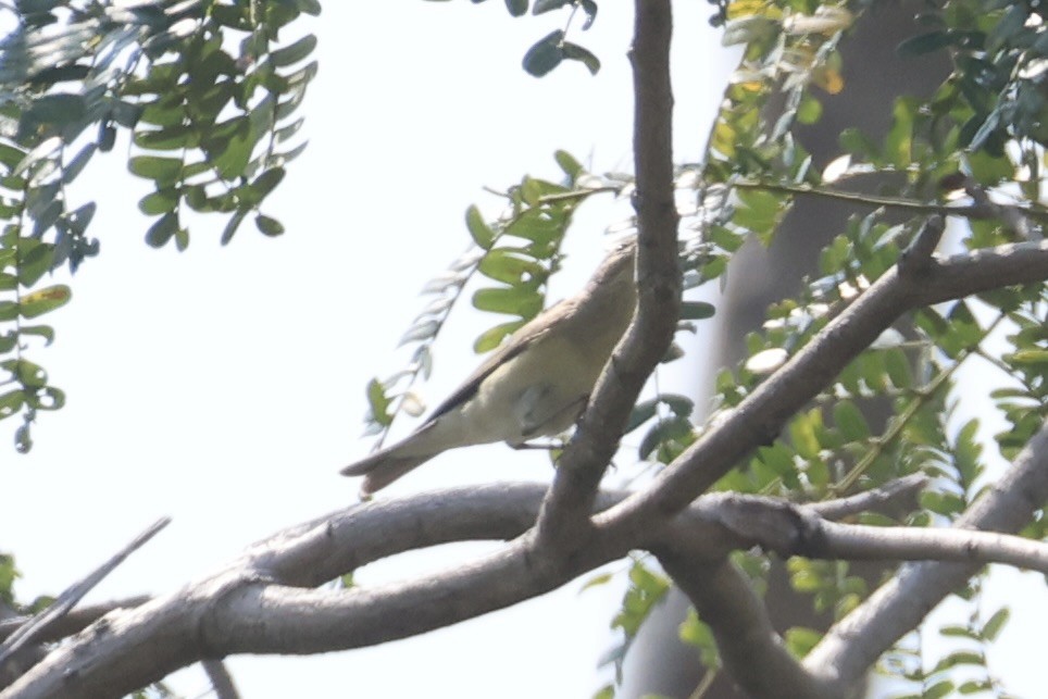 løvsanger - ML647276523