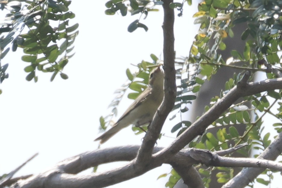 løvsanger - ML647276525