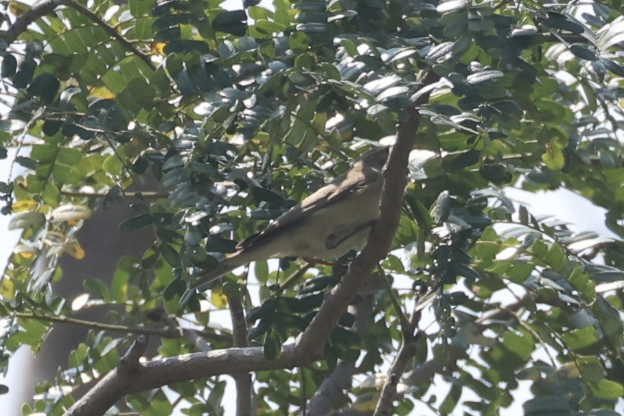 løvsanger - ML647276526