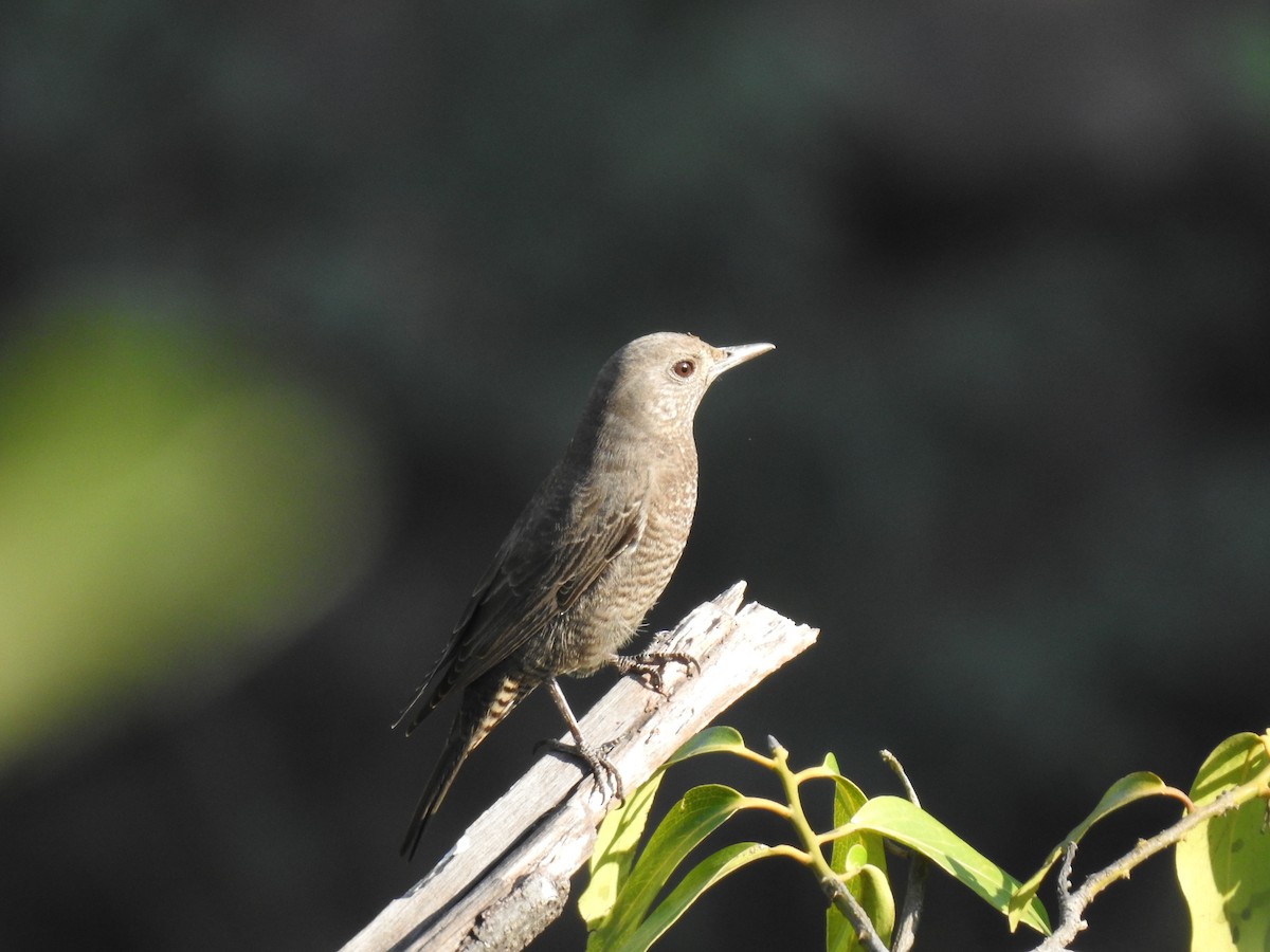 Monticole bleu - ML647276531