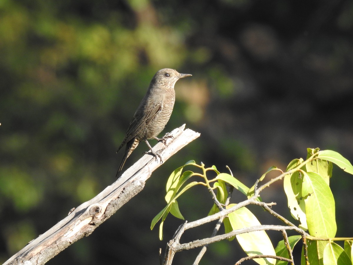 Monticole bleu - ML647276532