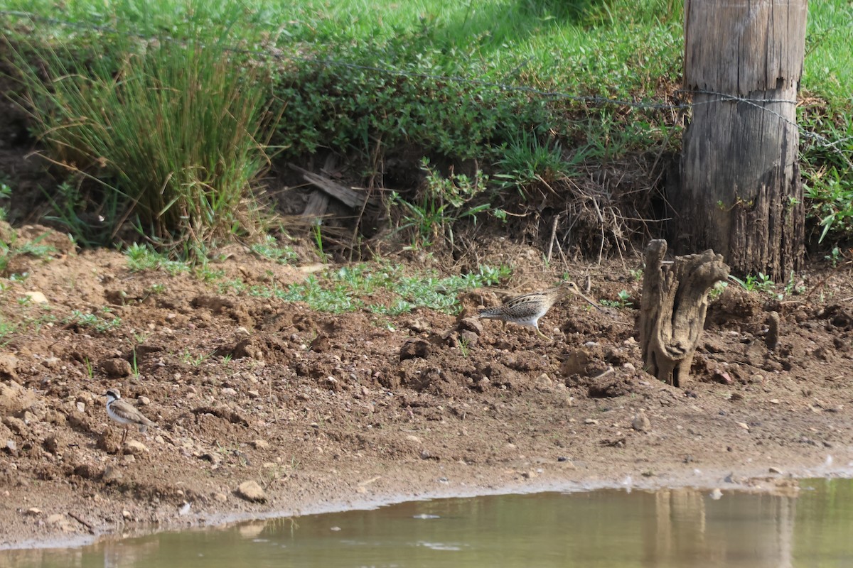 大地鷸 - ML647276535