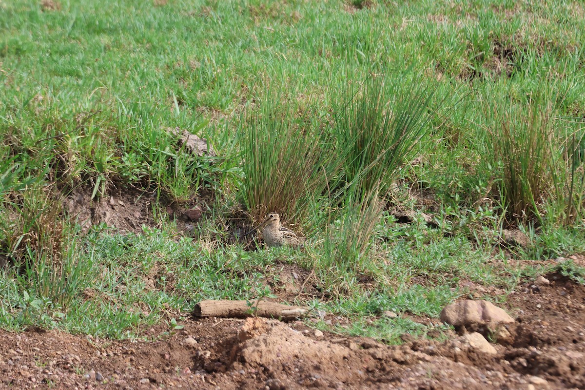 大地鷸 - ML647276536