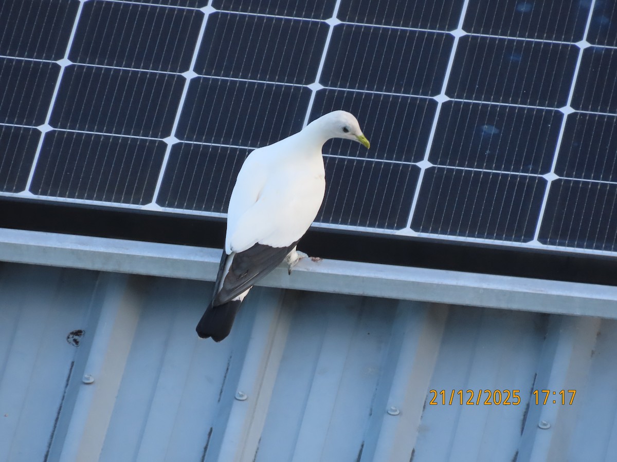 Torresian Imperial-Pigeon - ML647276546