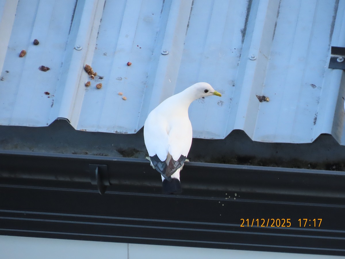 Torresian Imperial-Pigeon - ML647276548