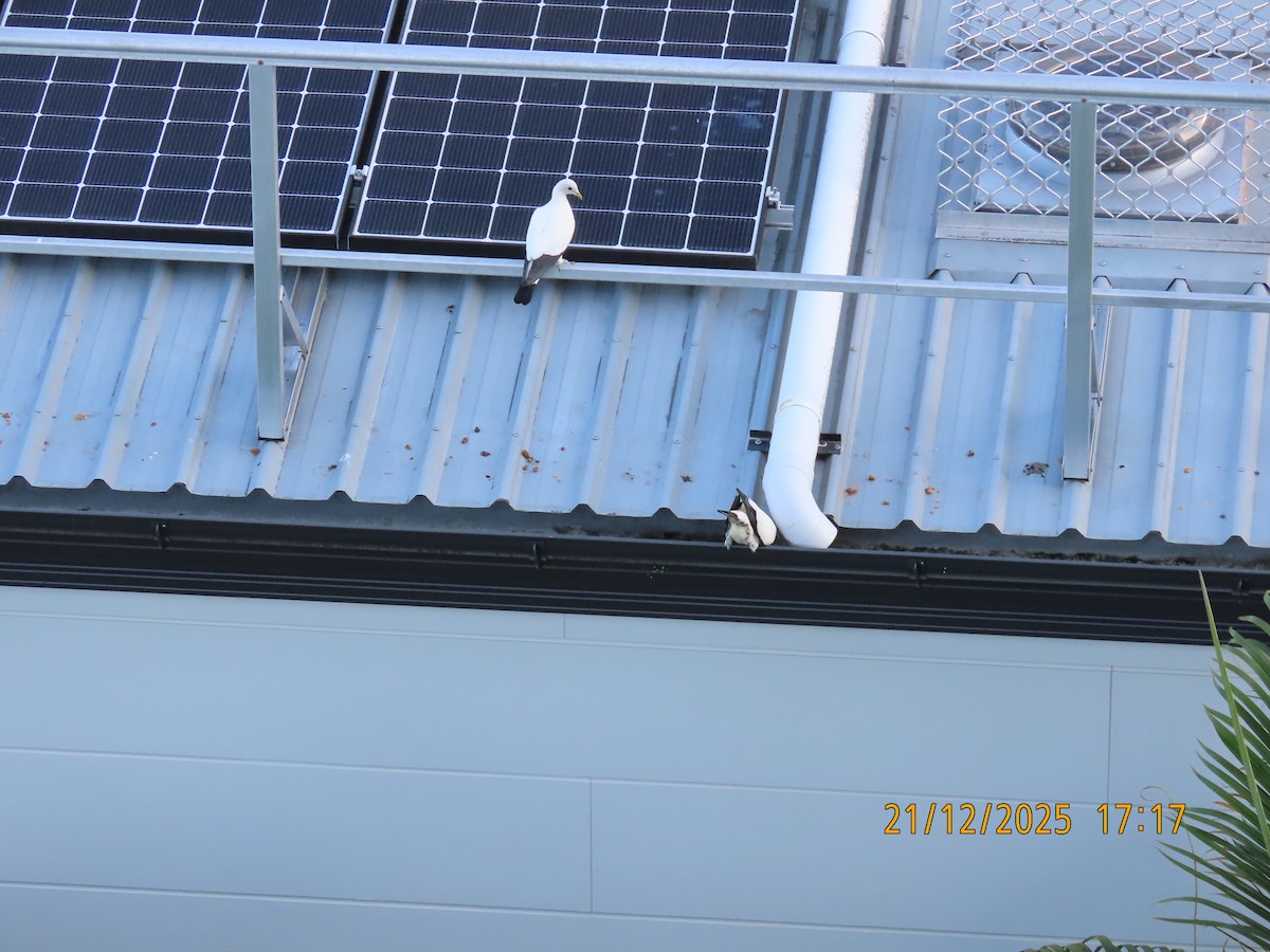 Torresian Imperial-Pigeon - ML647276549