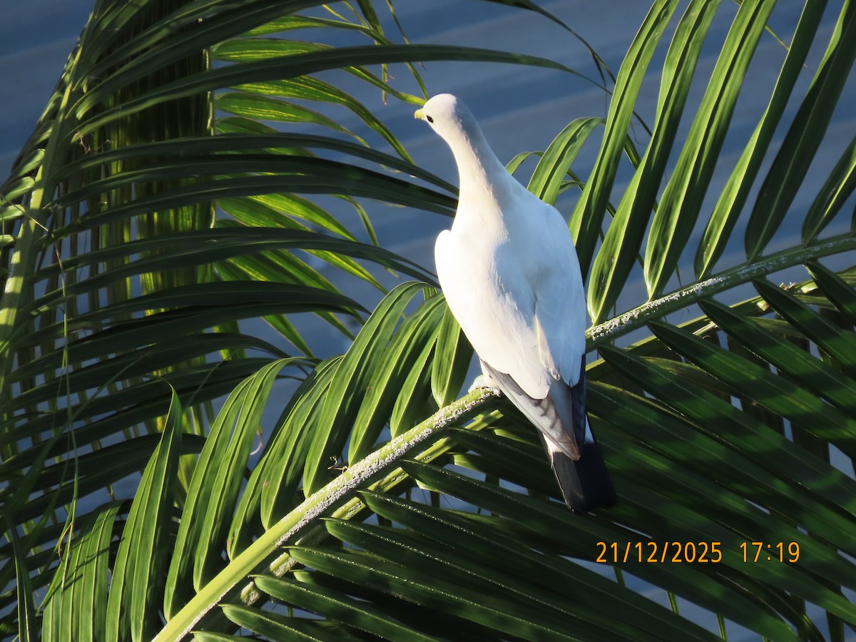 Torresian Imperial-Pigeon - ML647276551