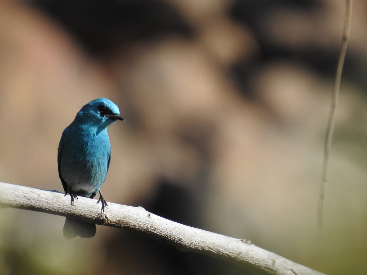 Gobemouche vert-de-gris - ML647276557