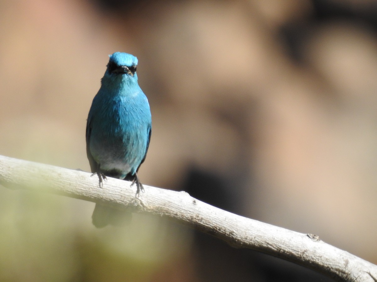 Gobemouche vert-de-gris - ML647276558
