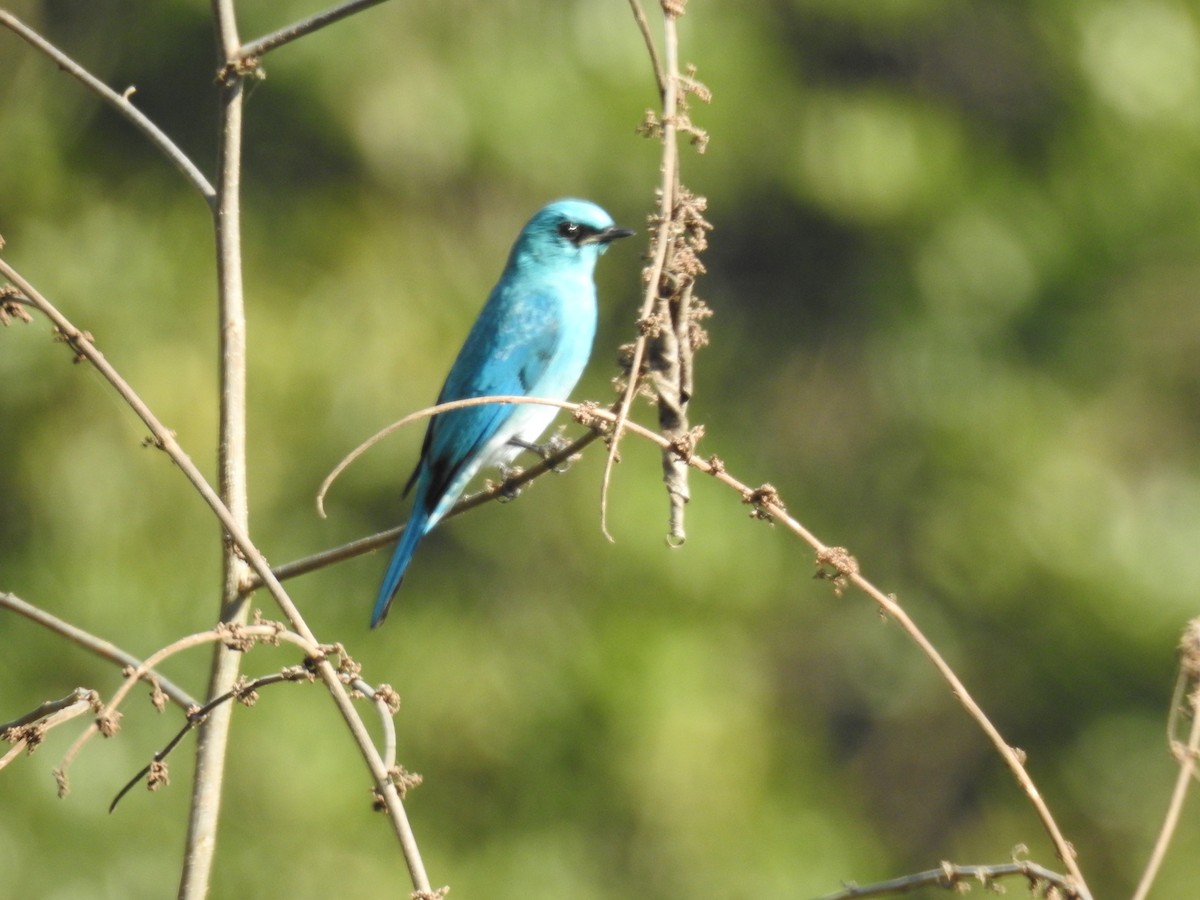 Gobemouche vert-de-gris - ML647276559