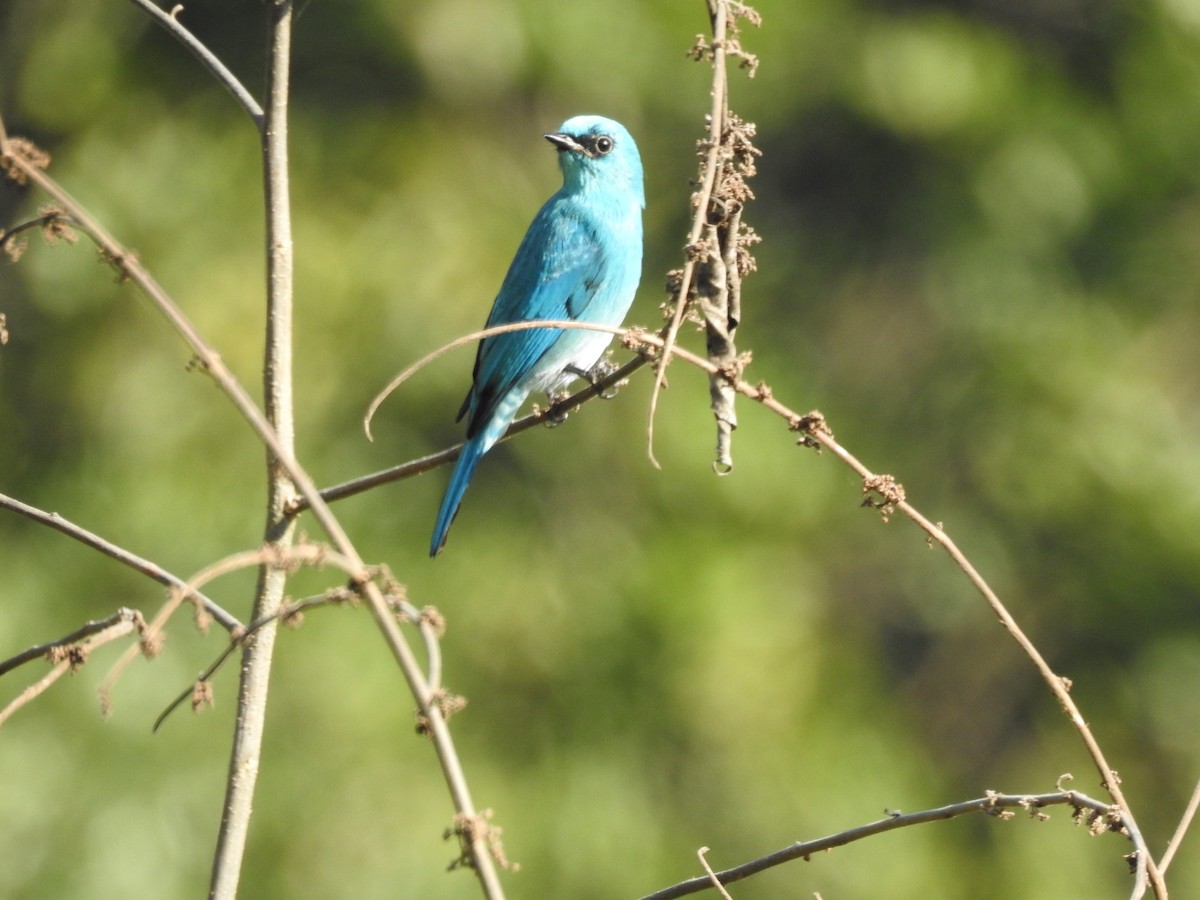 Gobemouche vert-de-gris - ML647276560