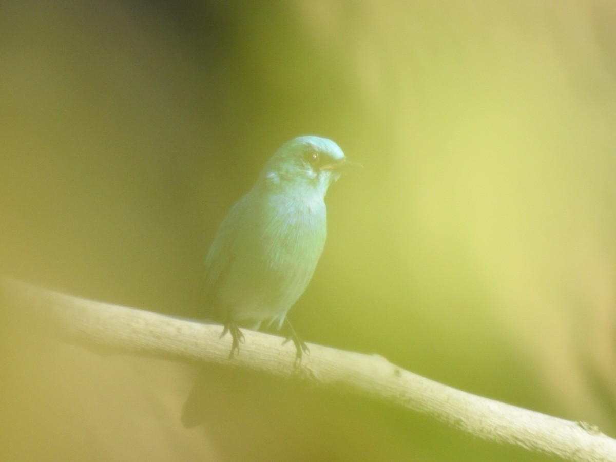 Gobemouche vert-de-gris - ML647276561