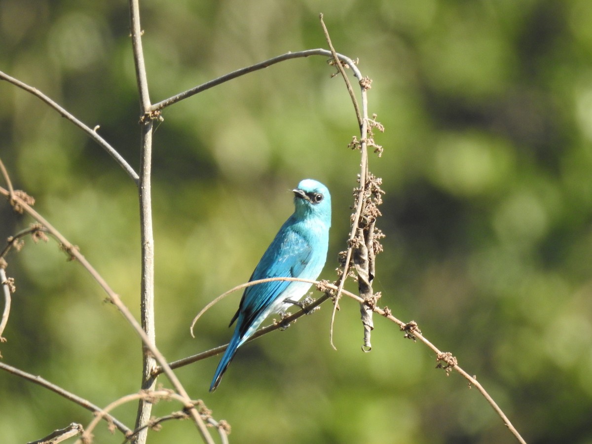 Gobemouche vert-de-gris - ML647276562