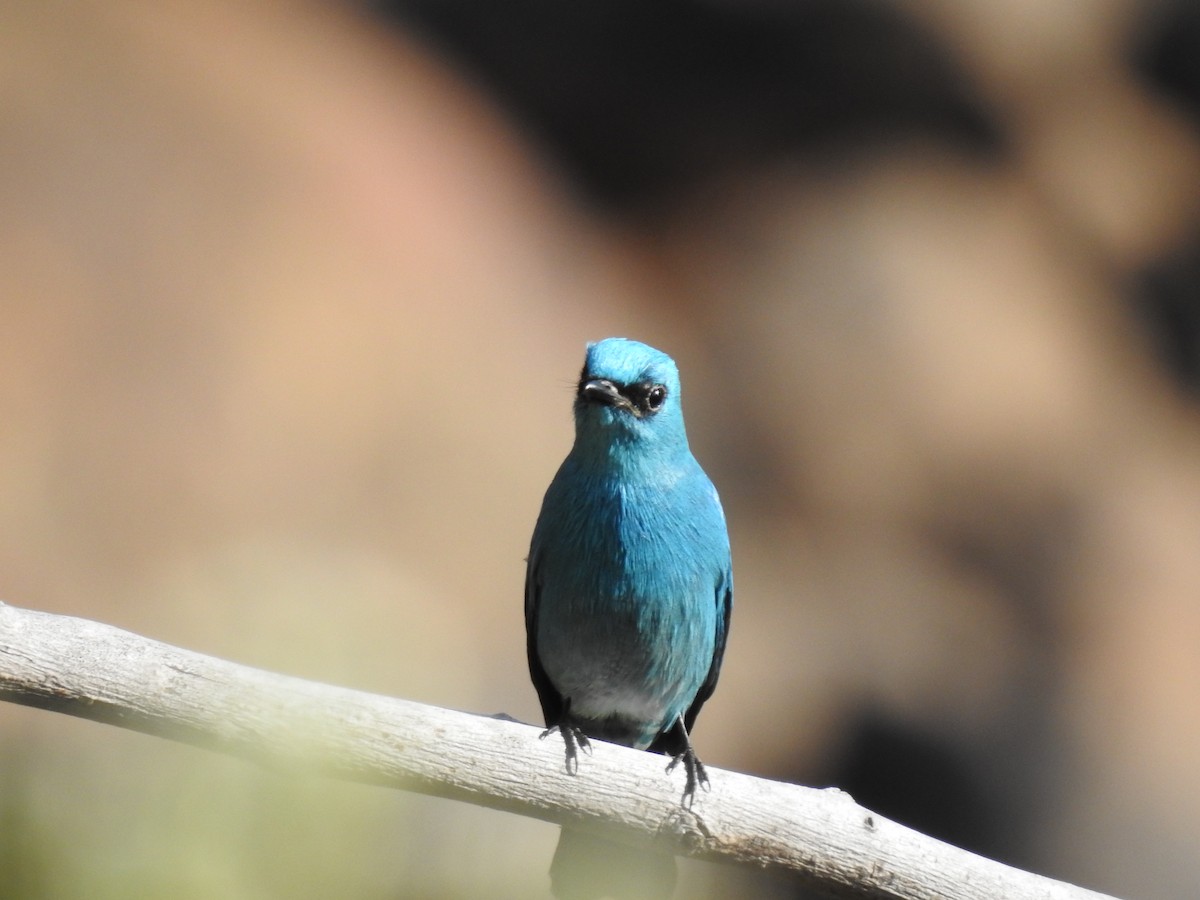 Gobemouche vert-de-gris - ML647276563