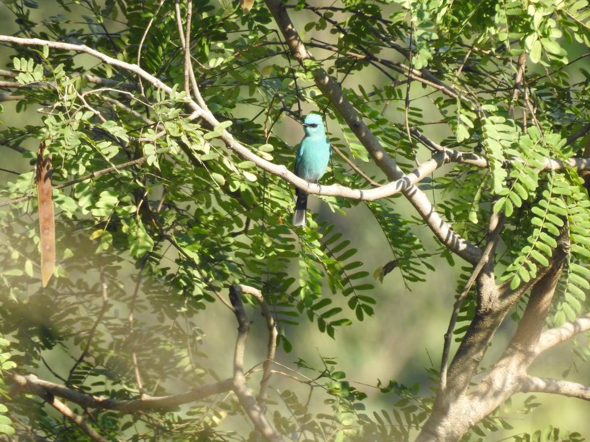 Gobemouche vert-de-gris - ML647276564