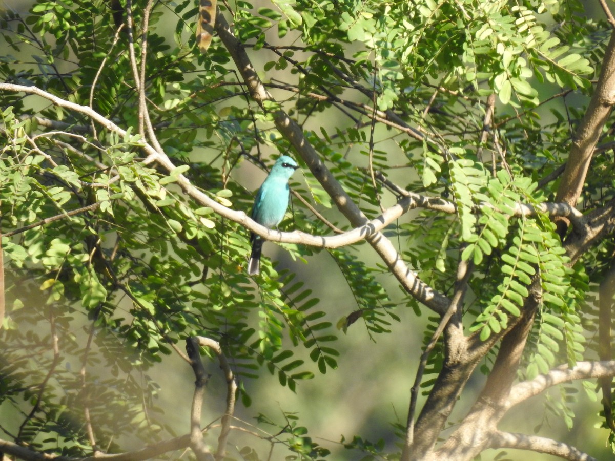 Gobemouche vert-de-gris - ML647276565
