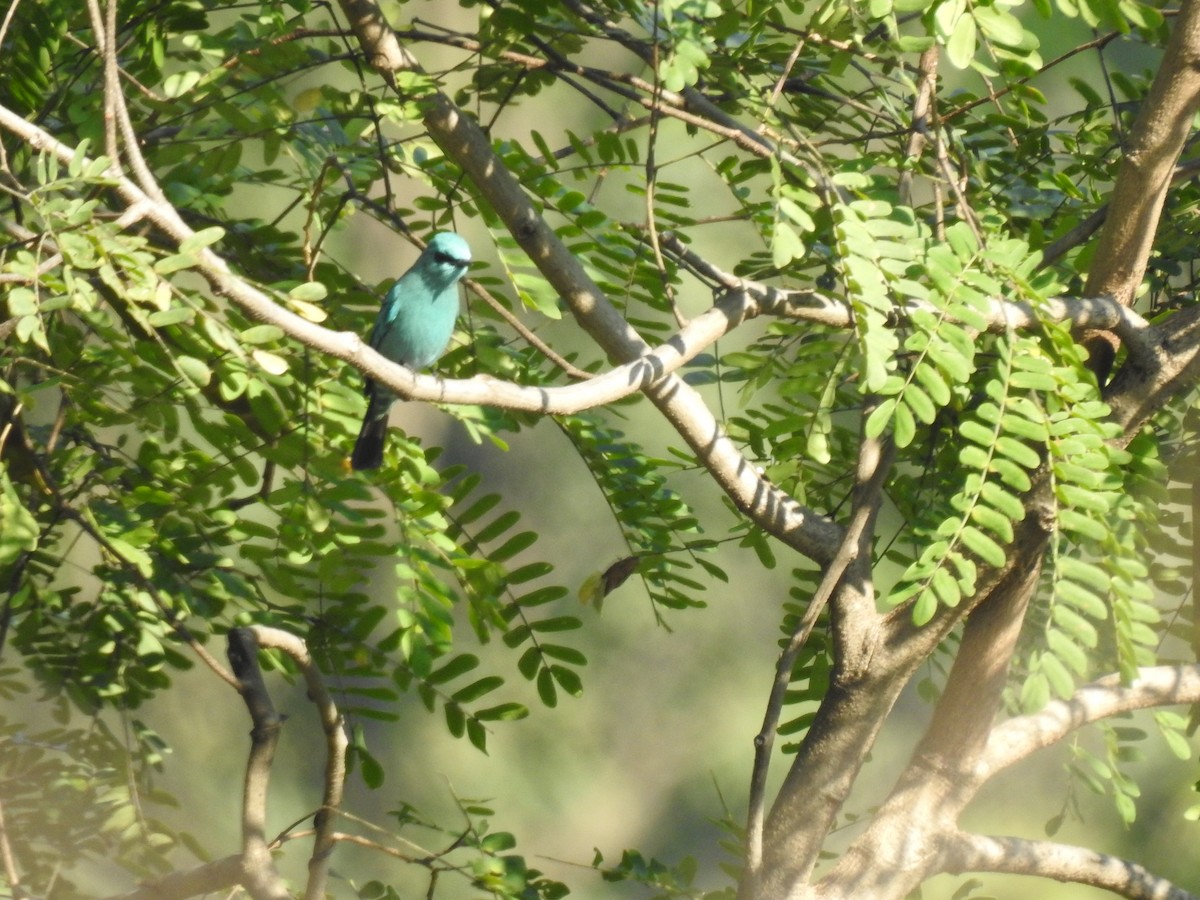 Gobemouche vert-de-gris - ML647276567