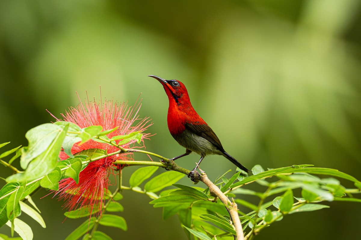 Crimson Sunbird - ML647276571