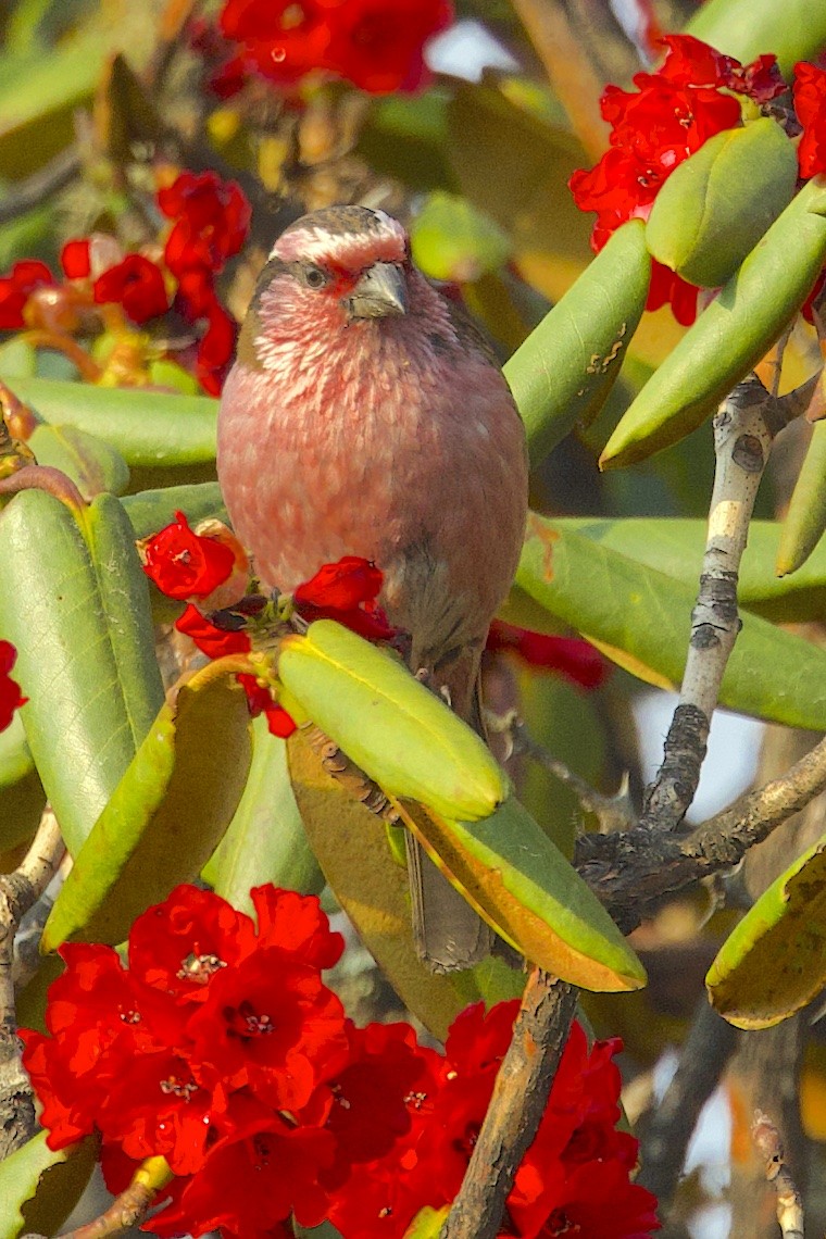 Camachuelo de Thura - ML647276572