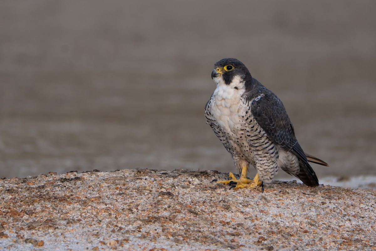 Peregrine Falcon - ML647276578