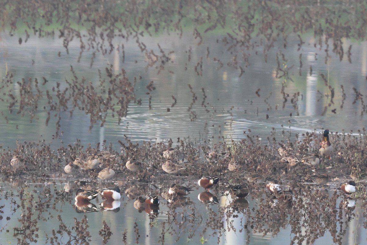 Marbled Duck - ML647276579