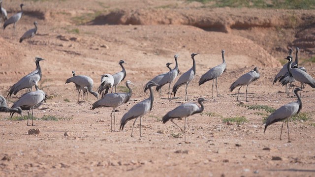 簑羽鶴 - ML647276581