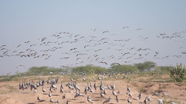 簑羽鶴 - ML647276582