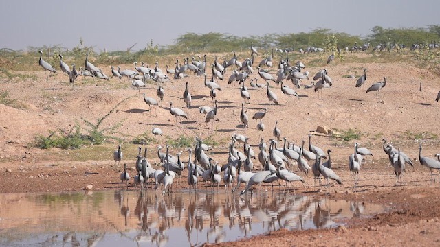 簑羽鶴 - ML647276583