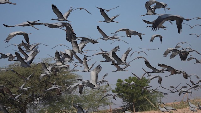 簑羽鶴 - ML647276584