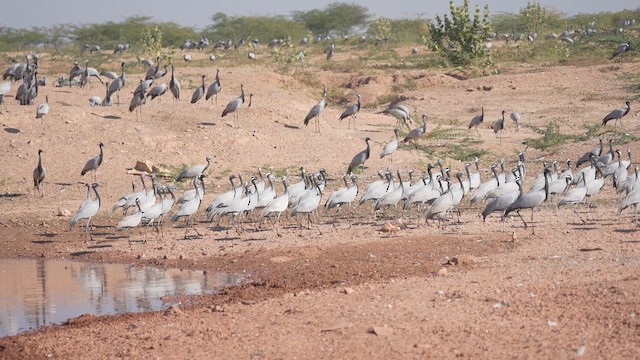 簑羽鶴 - ML647276585