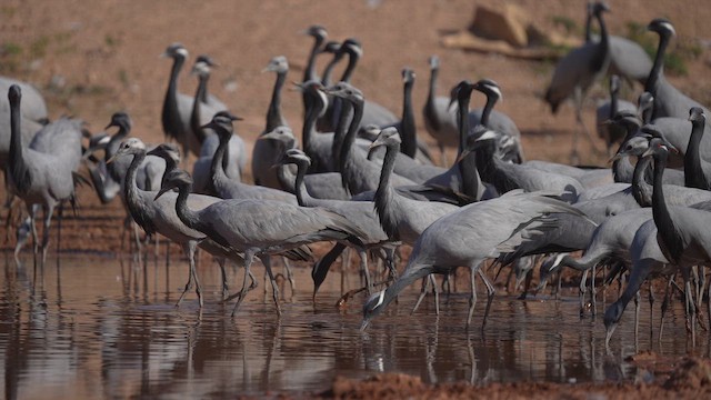 簑羽鶴 - ML647276587