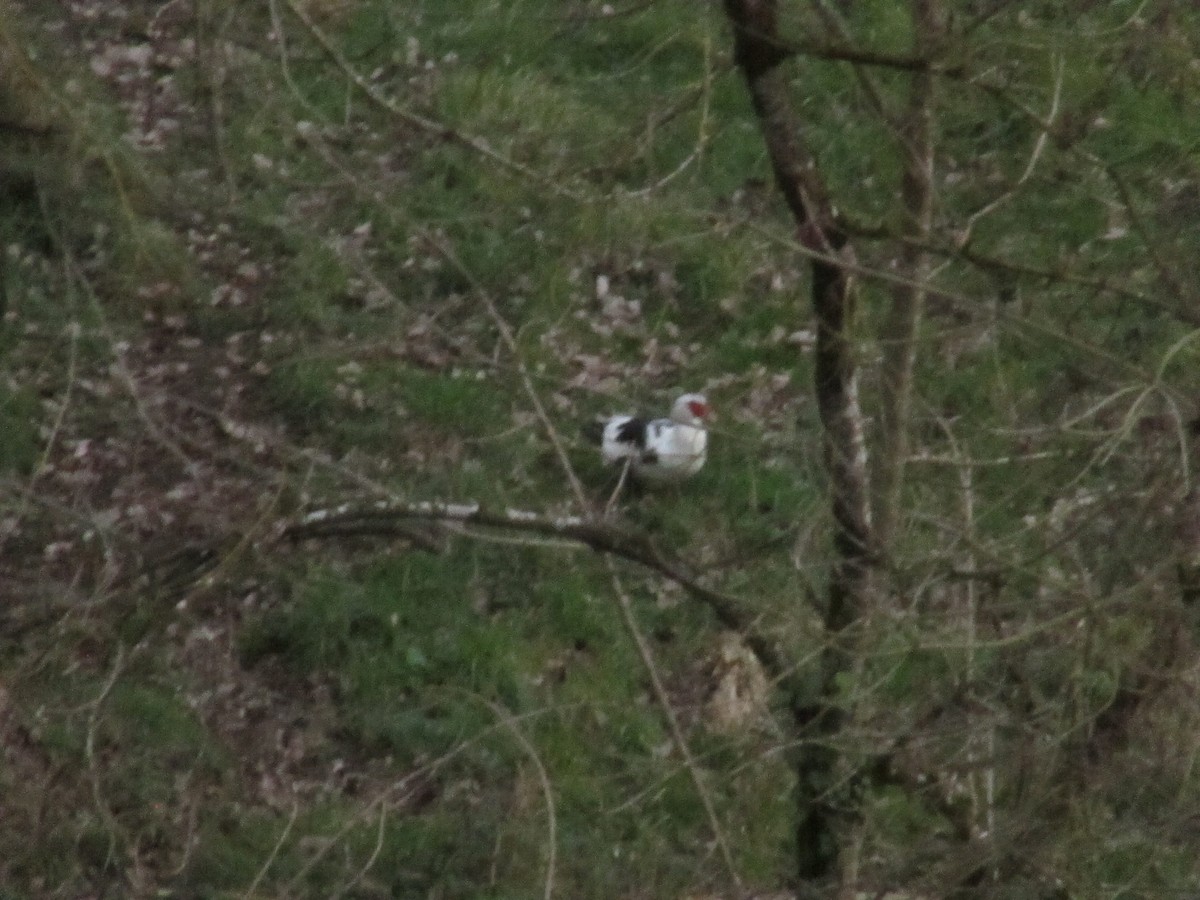 Muscovy Duck (Domestic type) - ML647276588