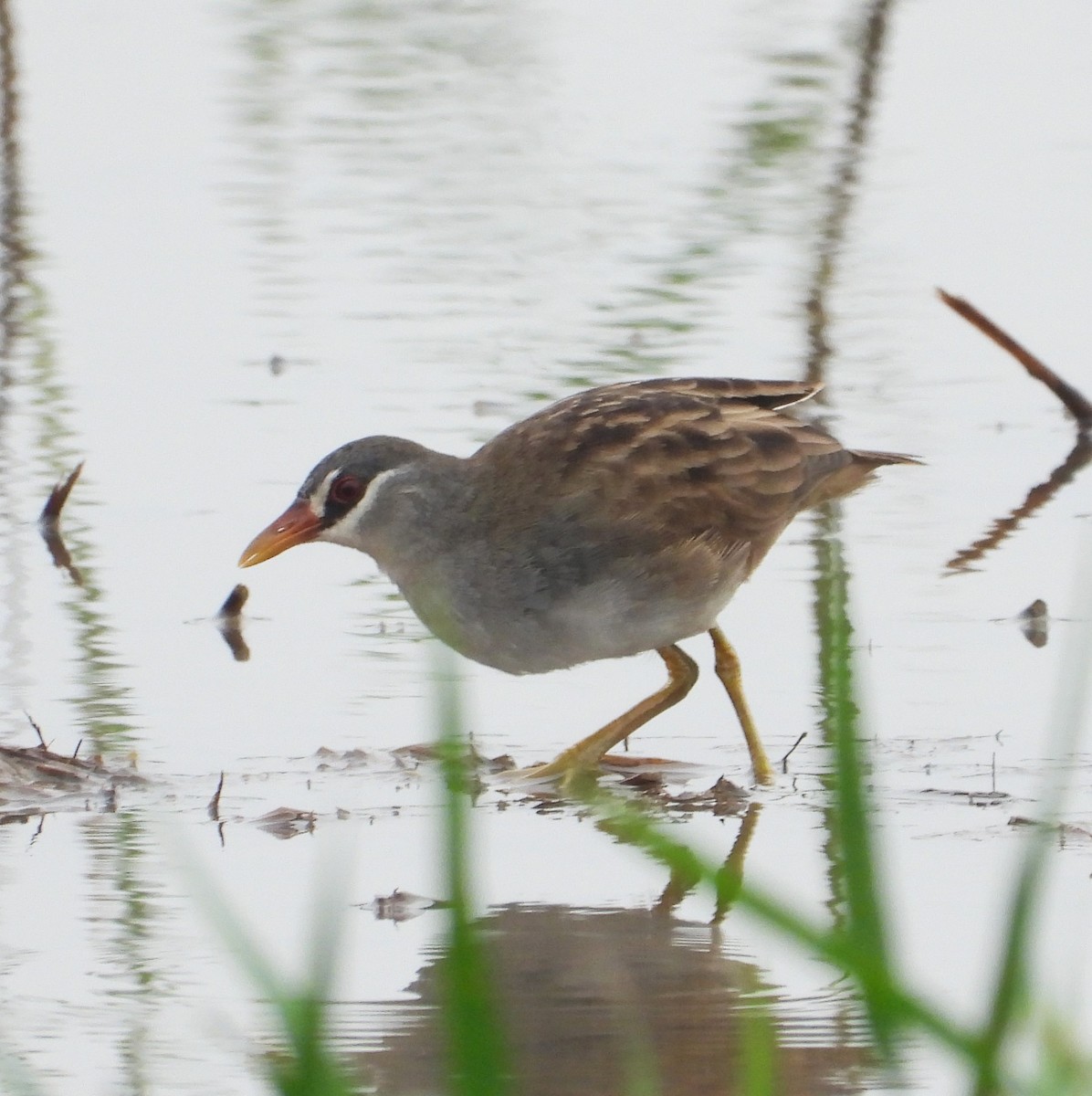 Râle cendré - ML647276590