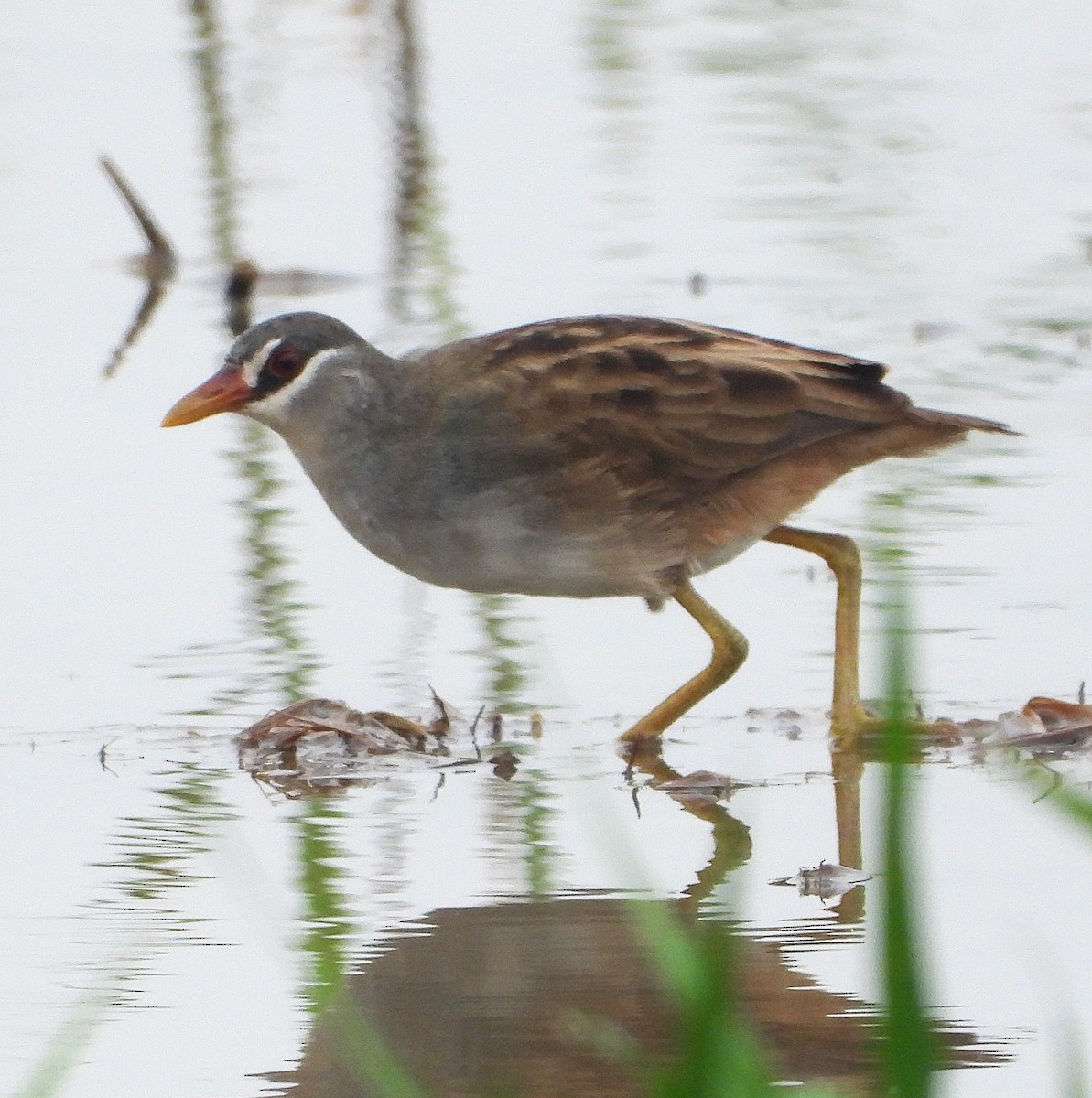 Râle cendré - ML647276591