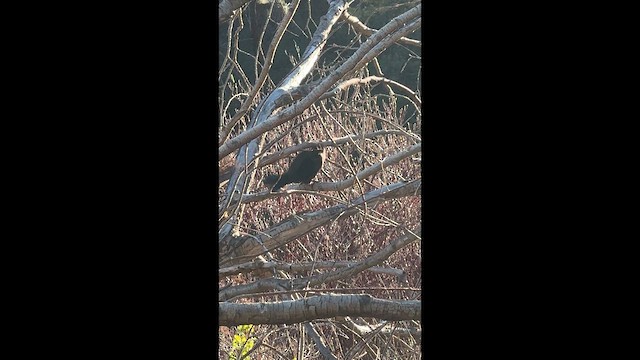 Brewer Karatavuğu - ML647276593