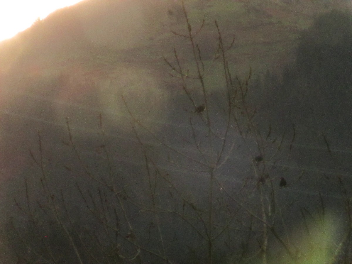 Étourneau unicolore - ML647276594