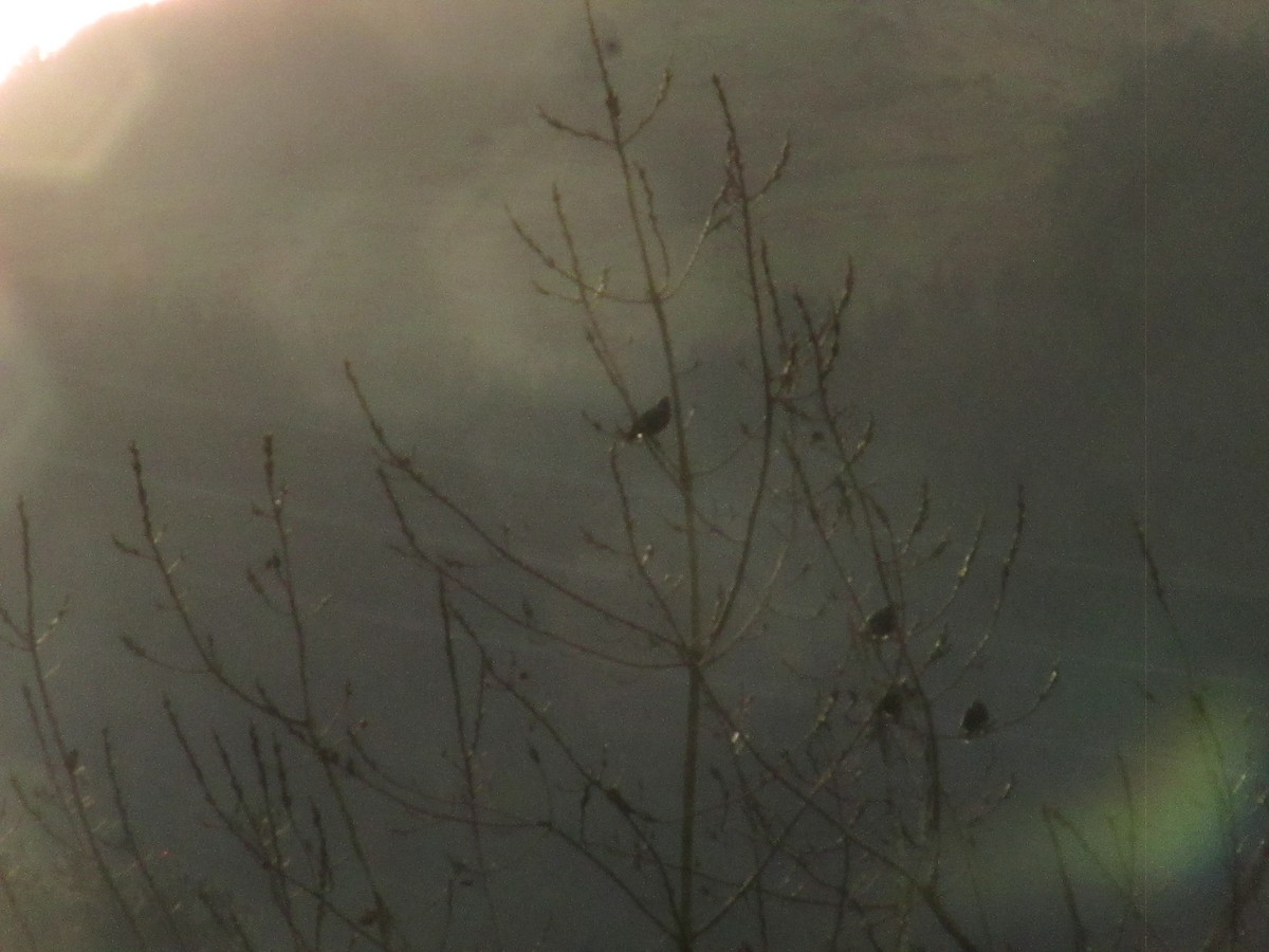 Étourneau unicolore - ML647276595