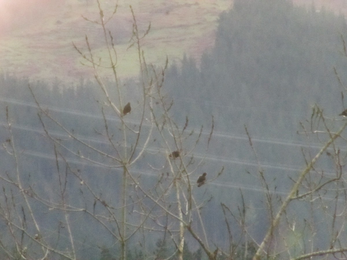 Étourneau unicolore - ML647276596