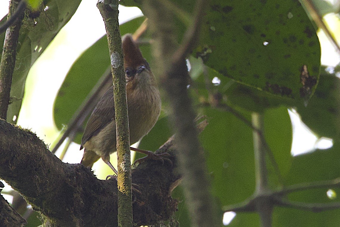 White-naped Yuhina - ML647276597
