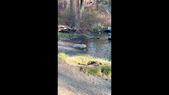 American Robin - ML647276598