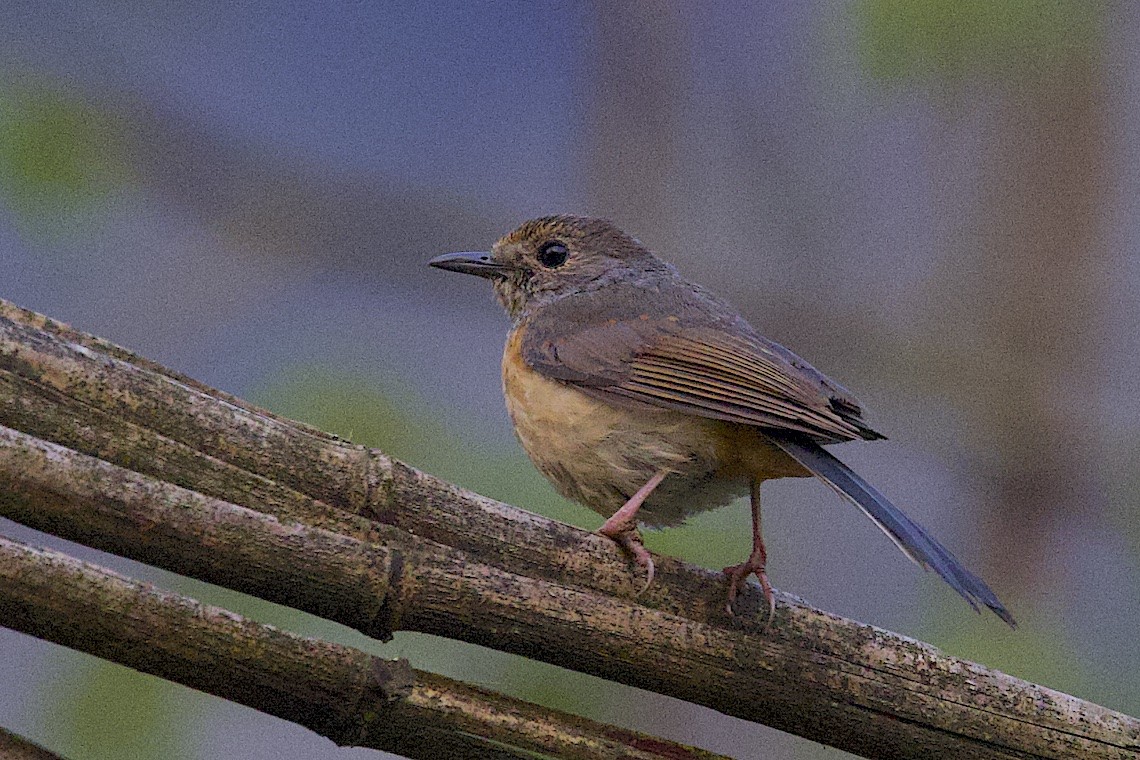 White-rumped Shama - ML647276599