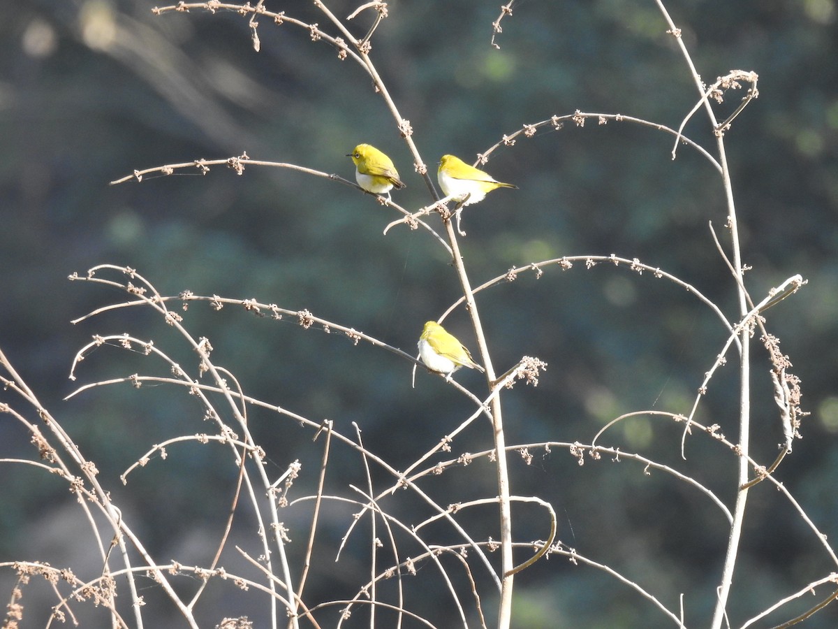 Indian White-eye - ML647276600