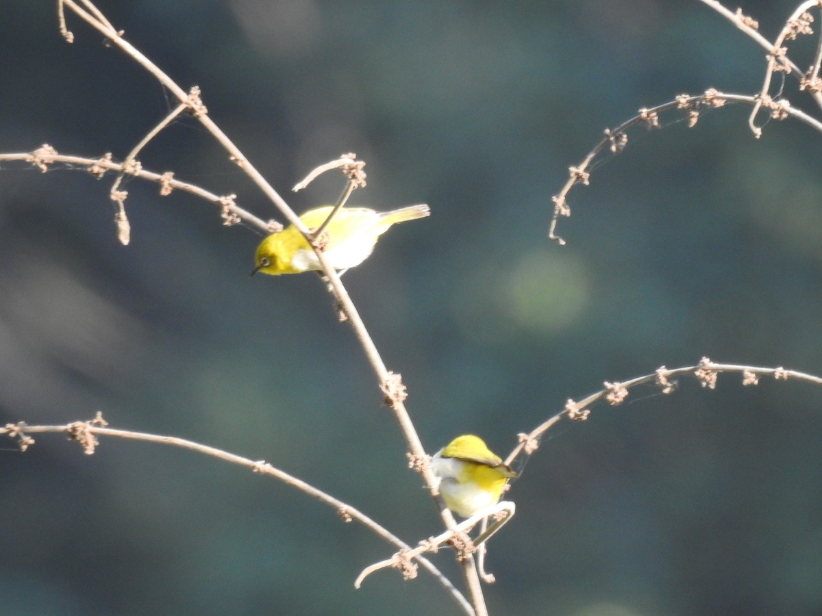 Indian White-eye - ML647276601