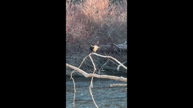 Brewer's Blackbird - ML647276602