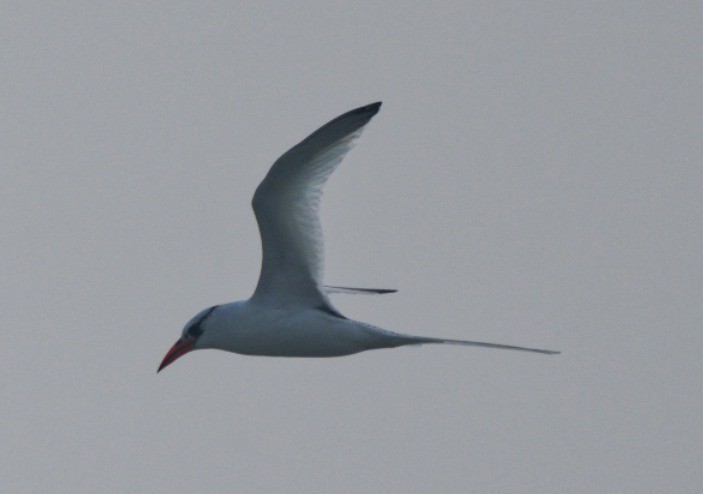 Red-billed Tropicbird - ML647276603
