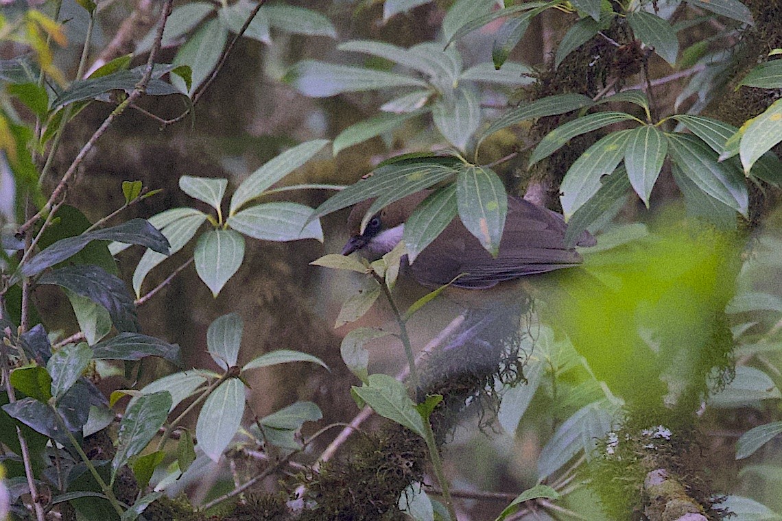 White-throated Laughingthrush - ML647276604