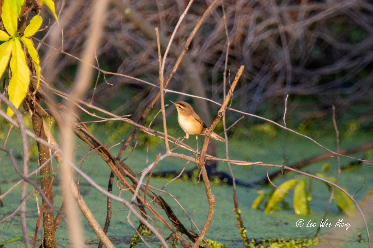 雙眉葦鶯 - ML647276605